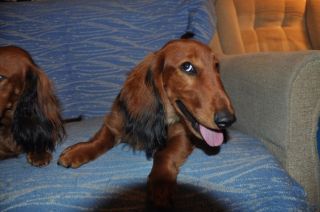 Jamnik d�ugow�osy